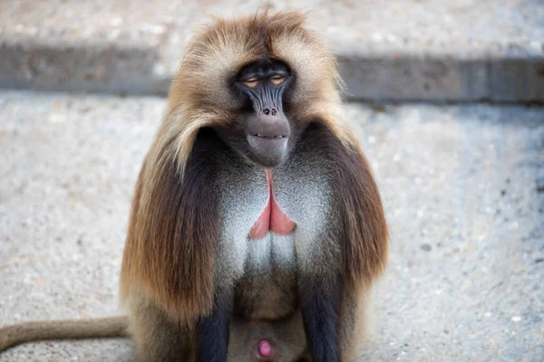 Close Macaco Gelada Marrom Chão — Fotografia de Stock
