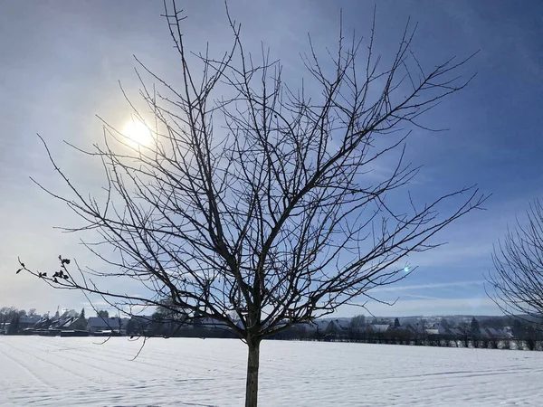 Krásná Scenérie Zimní Krajiny Holými Stromy Pokrytými Sněhem Pod Slunečním — Stock fotografie