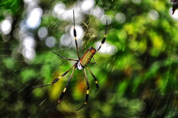 Макрознімок Павука Павутині Розмитим Зеленим Тлом — стокове фото