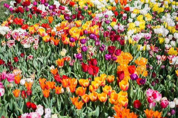 Hög Vinkel Skott Vackra Och Färgglada Tulpan Blommor Fångas Trädgård — Stockfoto