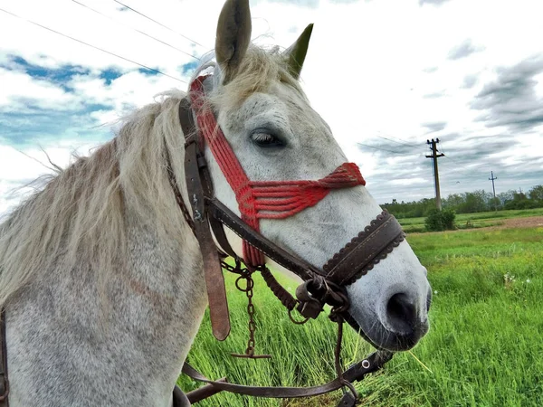 Tiro Close Cavalo Branco Com Halter Contra Greenfield Céu Nublado — Fotografia de Stock