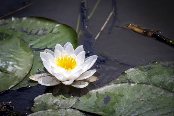 Selective Focus Shot Beautiful White Waterlily Pond — Stock Photo, Image