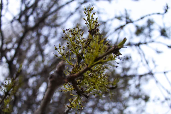 Nízký Úhel Záběru Bazální Skupiny Fanerogamů Kvetoucích Rostlin Souvisejících Magnoliales — Stock fotografie