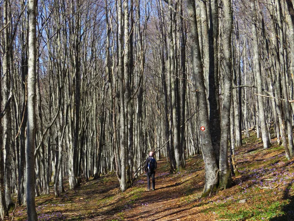 一个背着背包独自在森林里行走的男人 — 图库照片