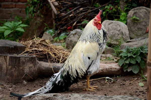 Closeup White Brown Rooster Outdoors — Stock Photo, Image