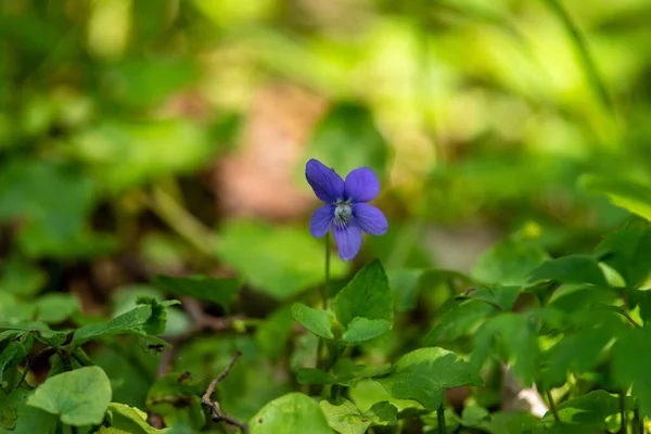 Closeup Shot Small Violet Flower Garden — Stock Photo, Image