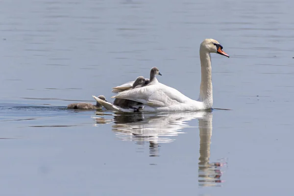 一只白天鹅与小鸡在湖中漂浮的选择性镜头 — 图库照片