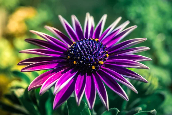 Closeup Shot Purple Daisy Flower Blurred Background — Stock Photo, Image