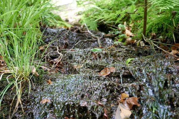 Een Close Van Een Kleine Beek Een Bos Bedekt Met — Stockfoto