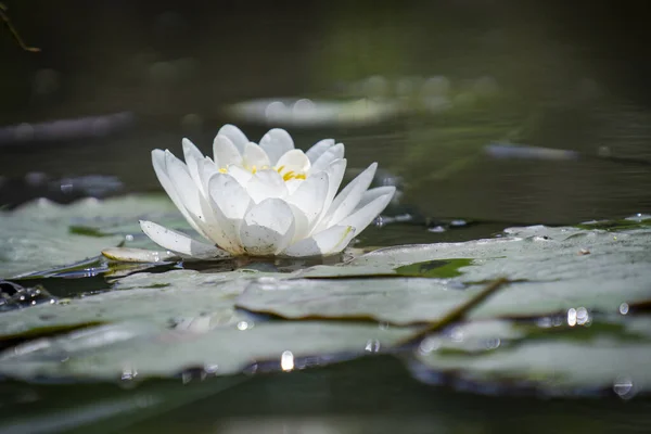 Eine Selektive Fokusaufnahme Einer Schönen Weißen Seerose Teich — Stockfoto