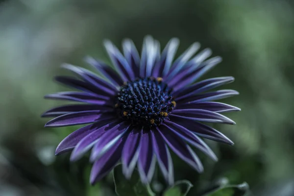 Eine Nahaufnahme Einer Lila Gänseblümchenblümchen Blume Auf Verschwommenem Hintergrund — Stockfoto