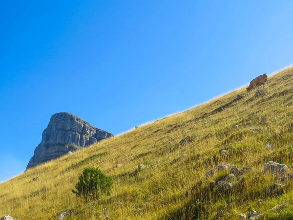 Eine Schöne Aufnahme Einer Kuh Die Einer Grünen Landschaft Grast — Stockfoto