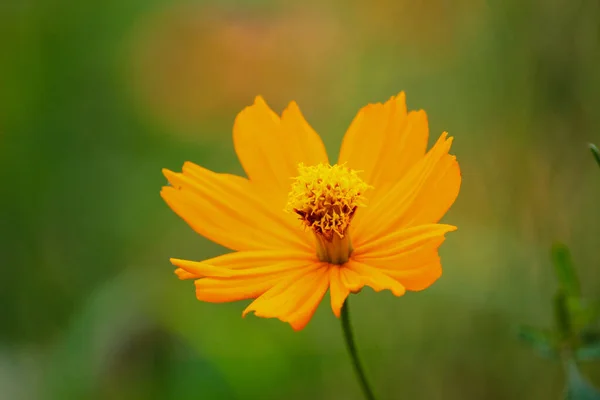 Selektywne Ujęcie Ostrości Kwitnących Kwiatów Siarki Cosmos — Zdjęcie stockowe