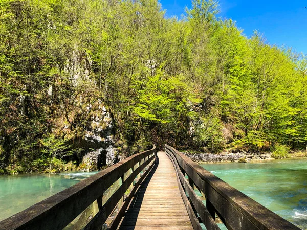 Een Prachtig Shot Van Een Brug Rivier Het Bos — Stockfoto