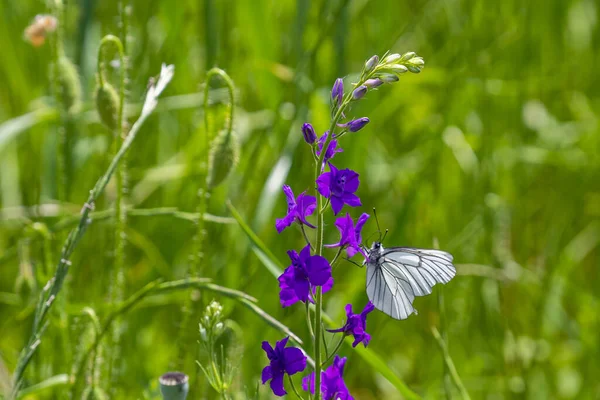 Nahaufnahme Eines Schmetterlings Auf Einer Lila Blume — Stockfoto