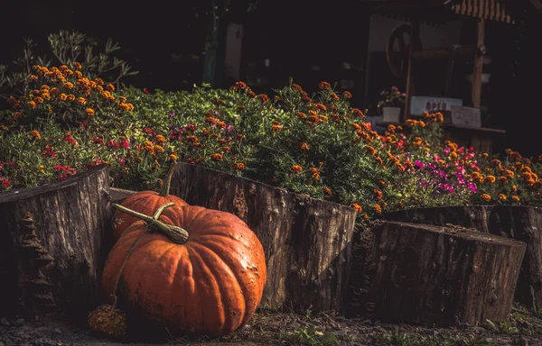 Primer Plano Calabazas Gigantes Frente Las Hermosas Flores Jardín — Foto de Stock