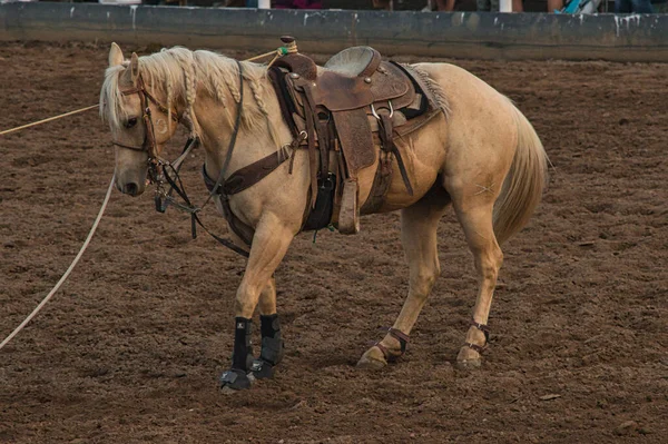 納屋に鞍のある馬のクローズアップ — ストック写真
