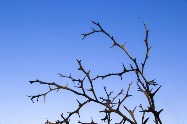 Tiro Baixo Ângulo Árvore Ramo Sem Folhas Com Céu Azul — Fotografia de Stock