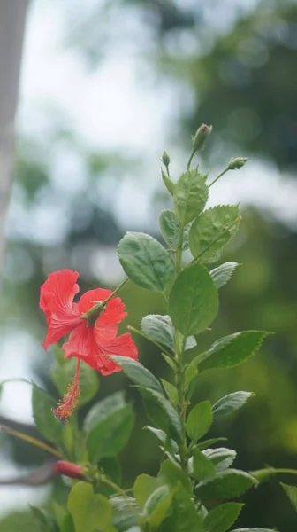 Tiro Vertical Uma Flor Hibiscus Vermelho Com Folhas Verdes Fundo — Fotografia de Stock