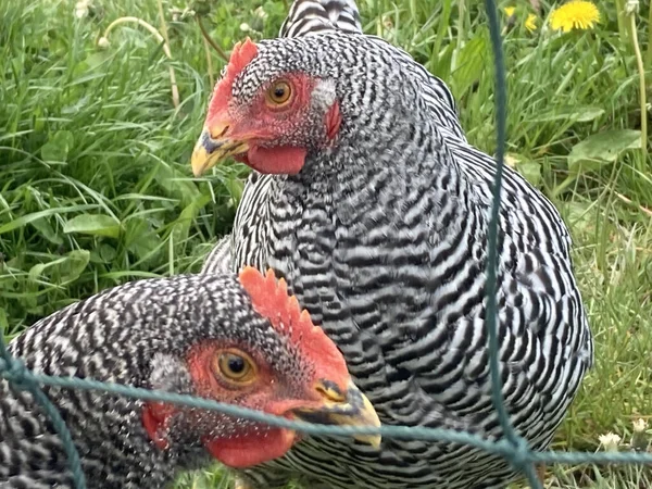 Közelkép Plymouth Sziklás Csirkékről Kerítés Mögött — Stock Fotó