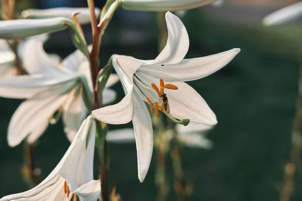 Primo Piano Fiori Madonna Giglio Fiore — Foto Stock