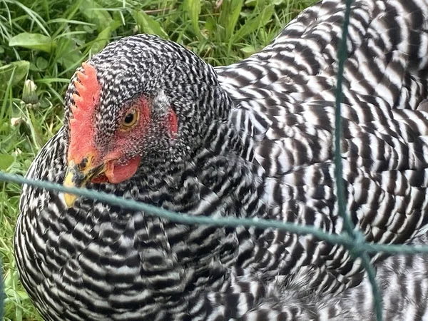 Közelkép Egy Plymouth Sziklás Csirkéről Kerítés Mögött — Stock Fotó