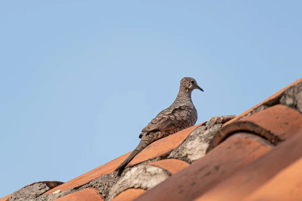 Closeup Shot Spotted Dove Perched Roof — Stock Photo, Image