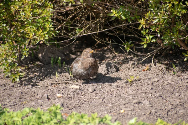 Ein Natürlicher Blick Auf Eine Amsel Auf Dem Boden Einem — Stockfoto