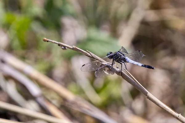 Een Close Shot Van Een Libelle Een Twijg — Stockfoto