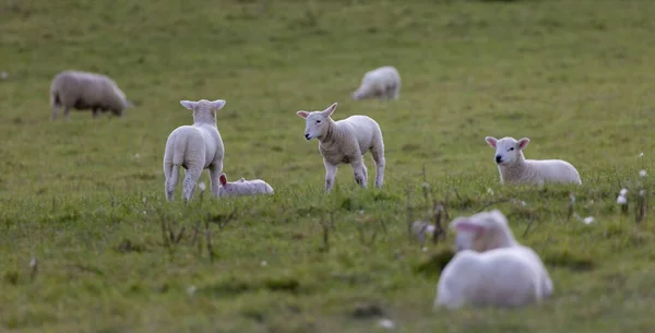 Die Schafe Weiden Auf Einem Feld — Stockfoto