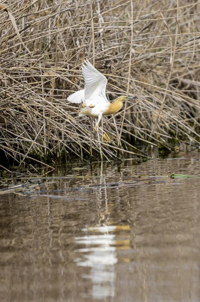 Plan Vertical Héron Indien Volant Avec Des Ailes Ouvertes — Photo