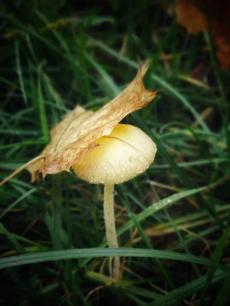 Een Verticaal Shot Van Een Gedroogd Blad Witte Paddestoel — Stockfoto