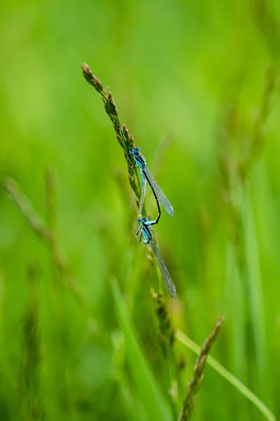 Mise Point Sélective Une Libellule Perchée Sur Une Plante — Photo