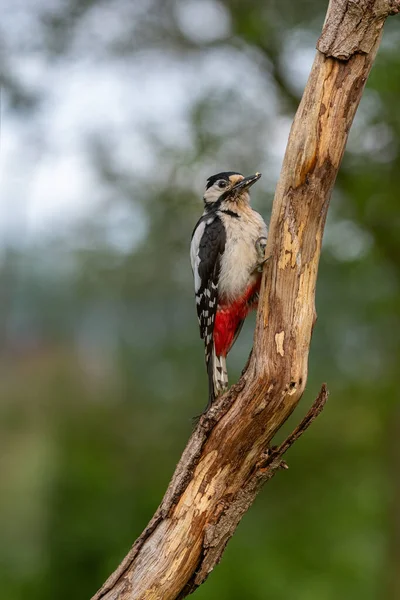 Närbild Hackspett Trädstam Med Bruten Bark Skogen — Stockfoto