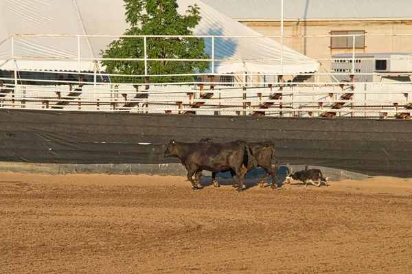 Toros Negros Entrenados Arena — Foto de Stock