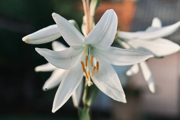 Detailní Záběr Kvetoucí Madonna Lily Květiny — Stock fotografie