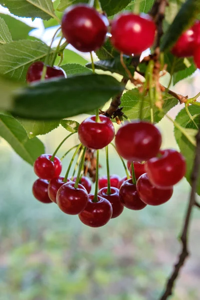 Egy Függőlegesen Növekvő Cseresznye Egy Fán — Stock Fotó