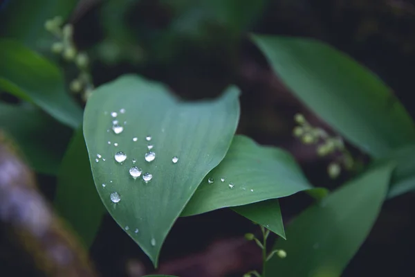 Макрознімок Зеленого Листа Від Дощу — стокове фото