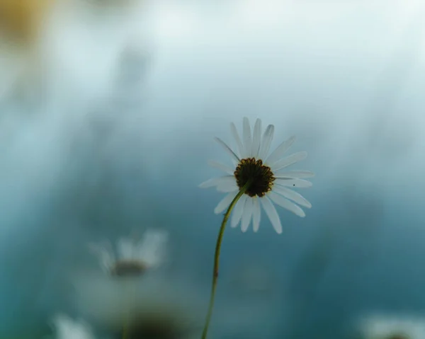 Detailní Záběr Bílou Květinu Modrém Pozadí — Stock fotografie
