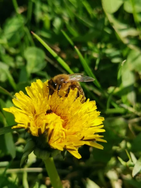 Primo Piano Dente Leone Giallo — Foto Stock