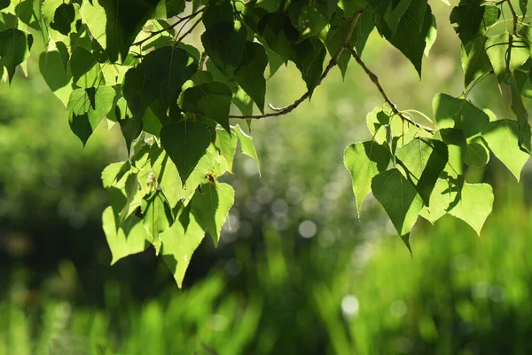 Folhas Verdes Uma Árvore Com Luzes Bokeh Fundo — Fotografia de Stock