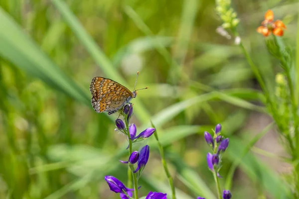 Tiro Seletivo Foco Uma Borboleta Bonita Empoleirada Uma Flor Roxa — Fotografia de Stock