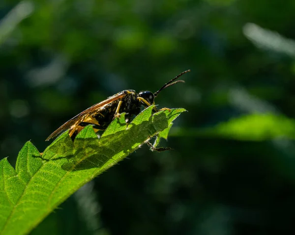 Primer Plano Una Abeja Temula Tenthredo Una Hoja —  Fotos de Stock