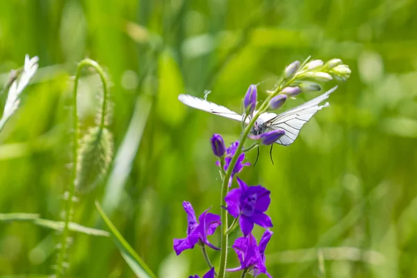 Nahaufnahme Eines Schmetterlings Auf Einer Lila Blume — Stockfoto