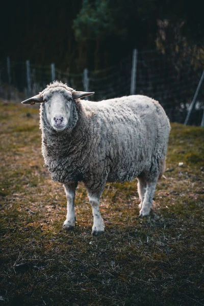 莱斯特长毛羊在农场放羊的特写镜头 — 图库照片
