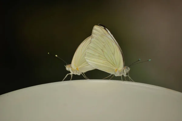 Plan Macro Papillons Blancs Jardin Accouplant Sur Une Surface Lisse — Photo