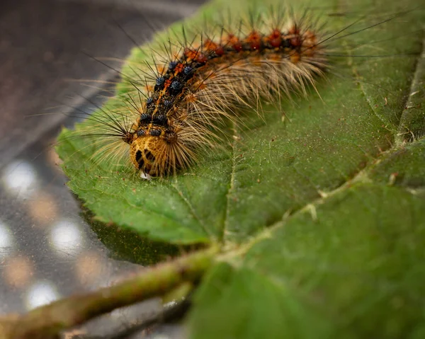 Tiro Ángulo Alto Una Polilla Gitana Sobre Una Hoja —  Fotos de Stock