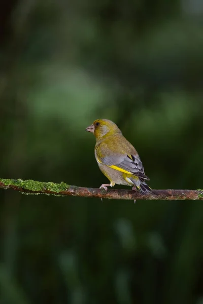 Primo Piano Uccello Fringuello Verde Appollaiato Ramo Albero Uno Sfondo — Foto Stock