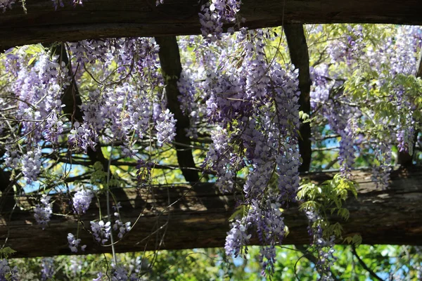 A closeup shot of beautiful wisteria flowers in spring