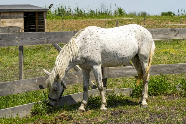 Caballo Blanco Comiendo Hierba Granja —  Fotos de Stock